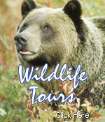 Wildlife Tours Wildlife Tours
