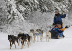 Dog Sledding Banff