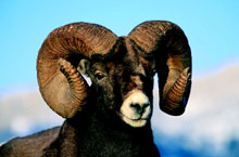 Big Horn Sheep Spotting wildlife from the boat cruise is a crowd favorite
