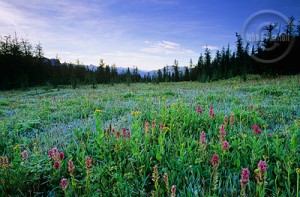 The wildflowers are waiting for you this summer.