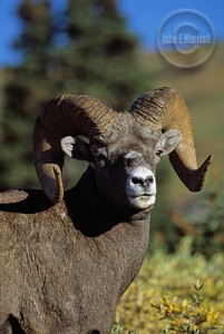Check out big horn sheep in Skoki Valley