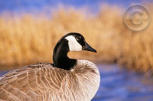 See the majestic Canadian Goose in Banff National Park.